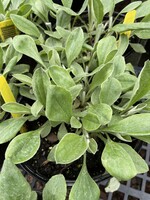 Antennaria plantaginifolia, Pussytoes #1