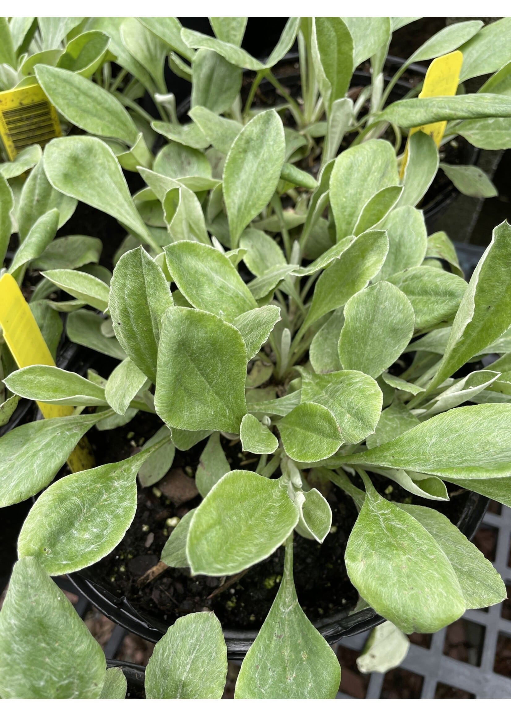 Antennaria plantaginifolia, Pussytoes #1 container