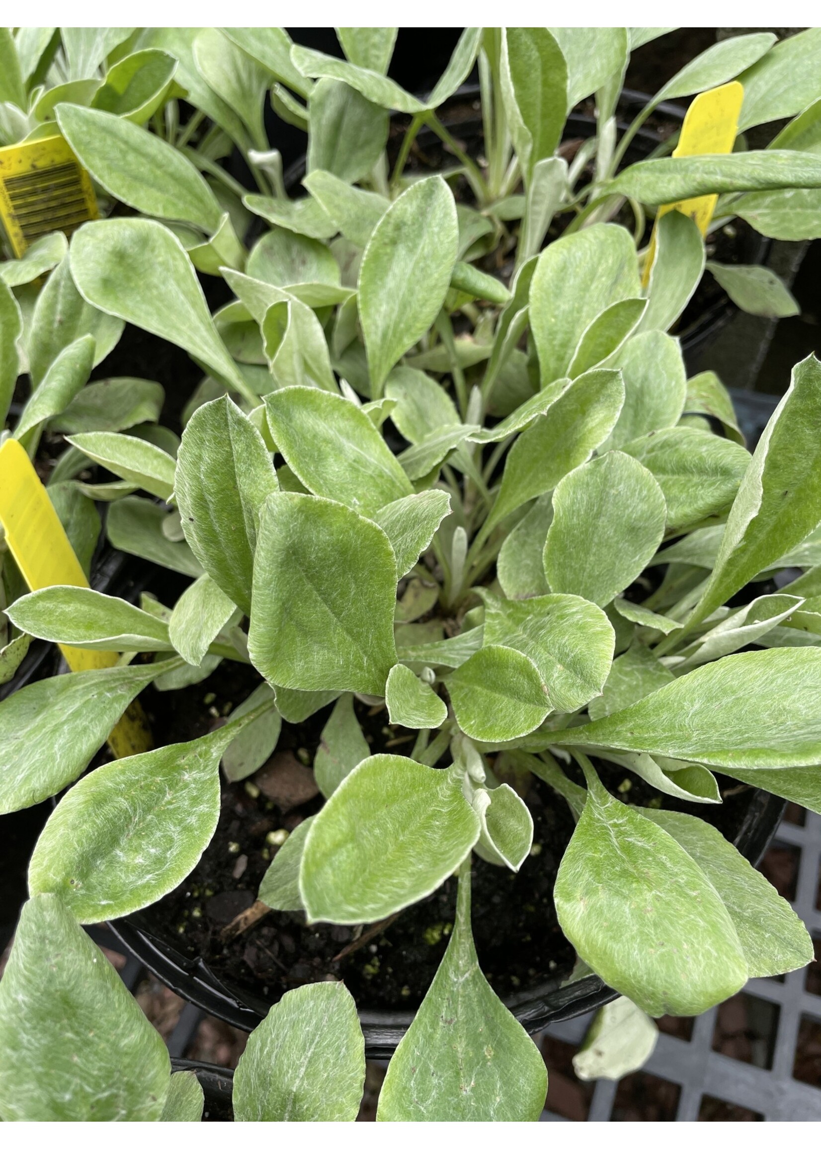Antennaria plantaginifolia, Pussytoes #1