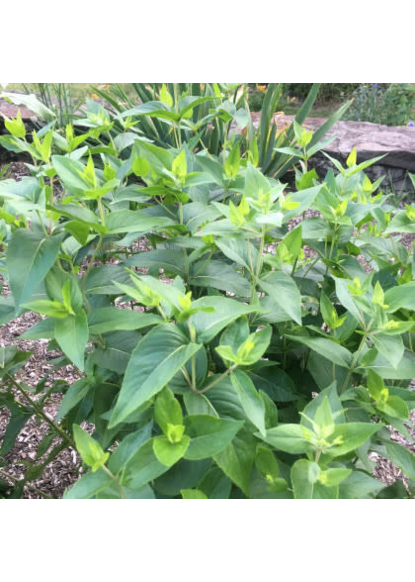 Pycnanthemum muticum Mountain Mint, Short-toothed #1