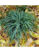 Carex laxiculmis 'Hobb', Blue Bunny Sedge #1 container