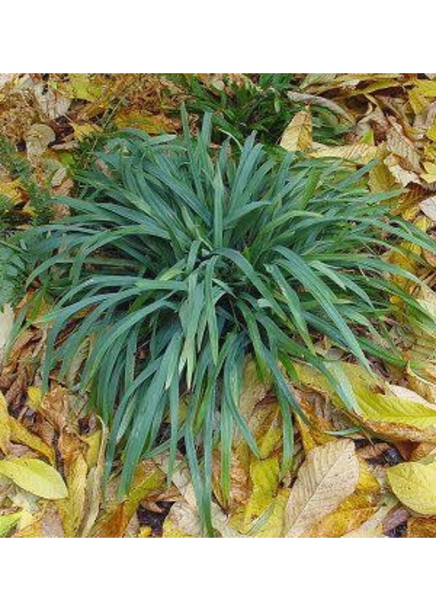 Carex laxiculmis 'Hobb', Blue Bunny Sedge #1 container