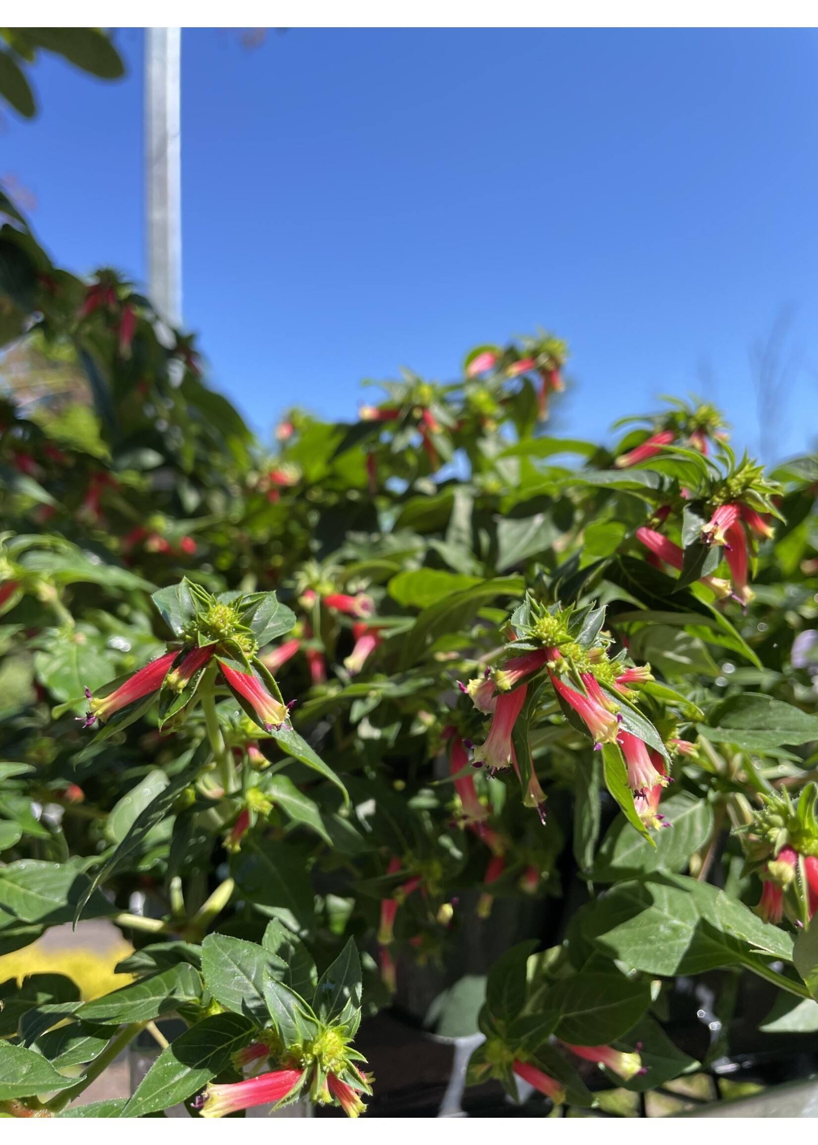 Cuphea, Assorted 4.5" pot