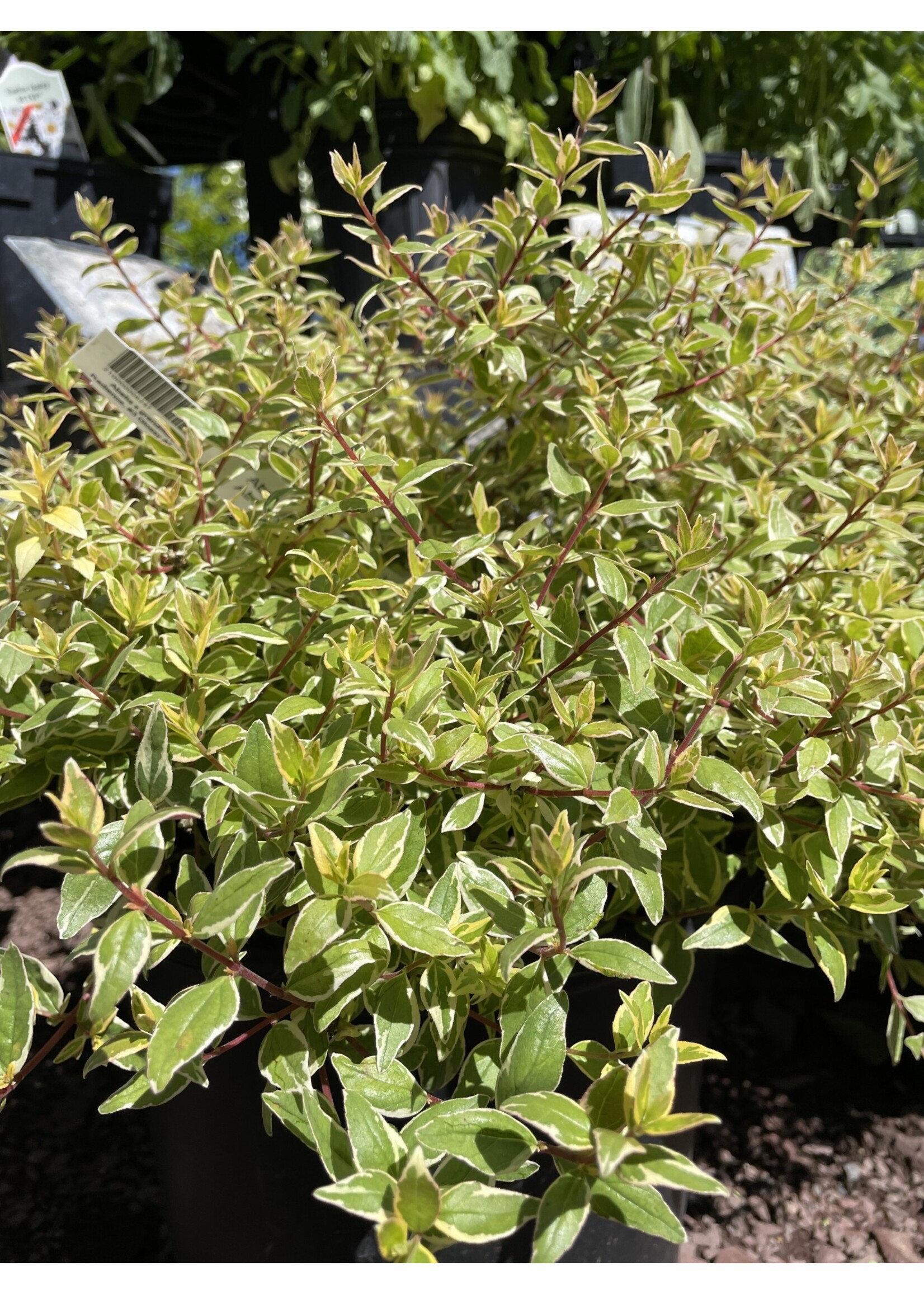 Abelia x grandiflora Radience, #3 Glossy Abelia