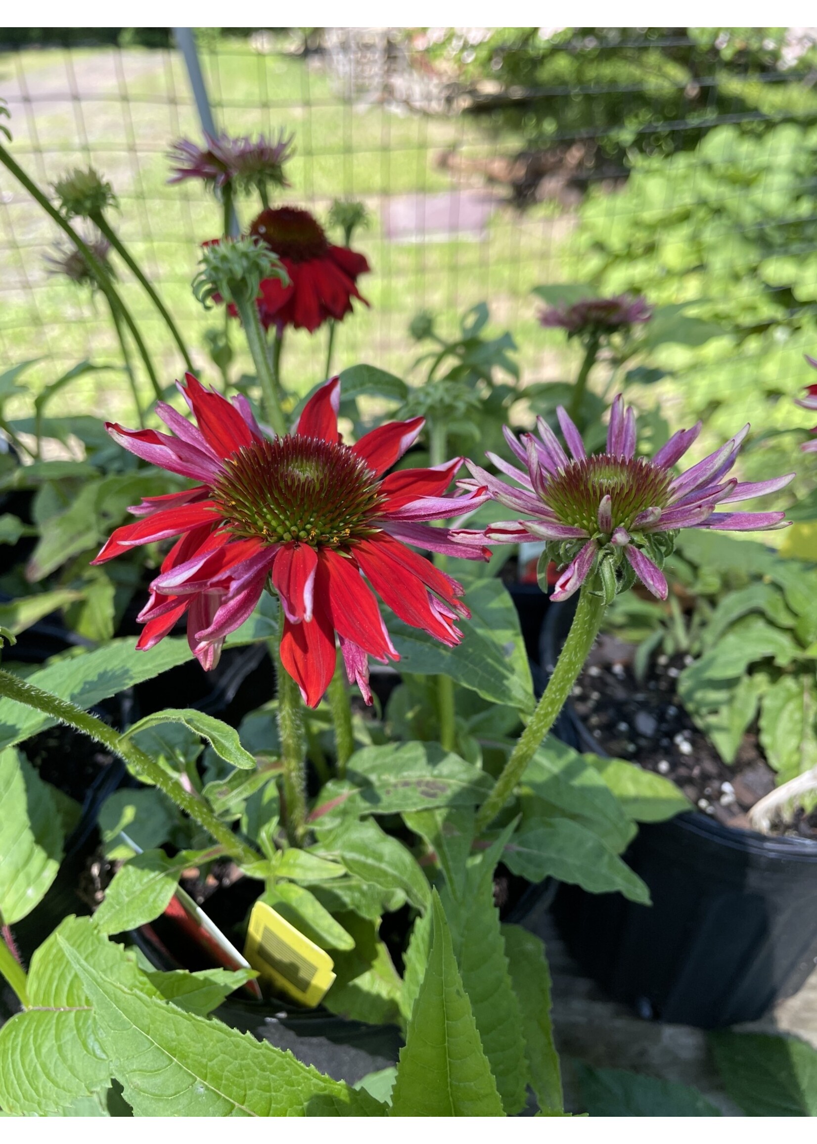 Echinacea pur. Sombrero Salsa Red, Coneflower #1 container