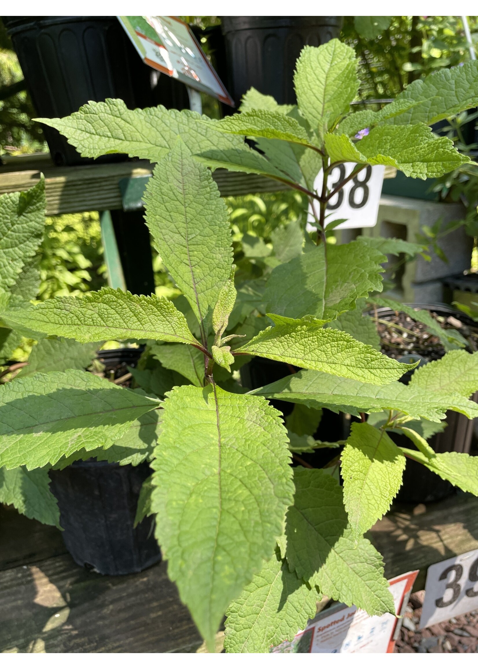 Eutrochium (Eupatorium) maculatum, Spotted Joe Pye Weed #1