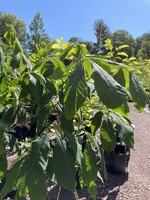 Aesculus parviflora serotina Buckeye - Bottlebrush, #5