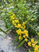 Solidago caesia, Blue Stemmed Goldenrod #1