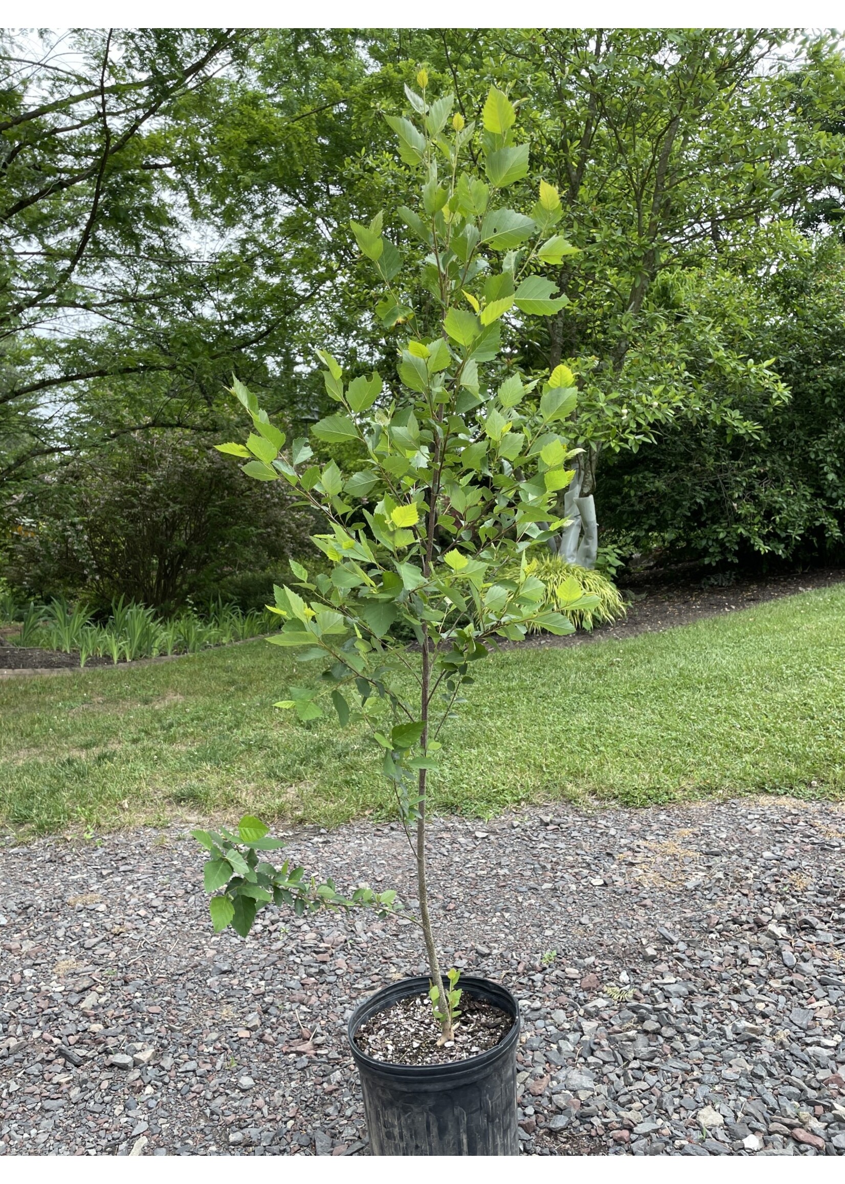 Betula nigra Birch clump- River, #3