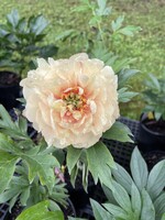 Paeonia itoh Canary Brilliants, Peony #1