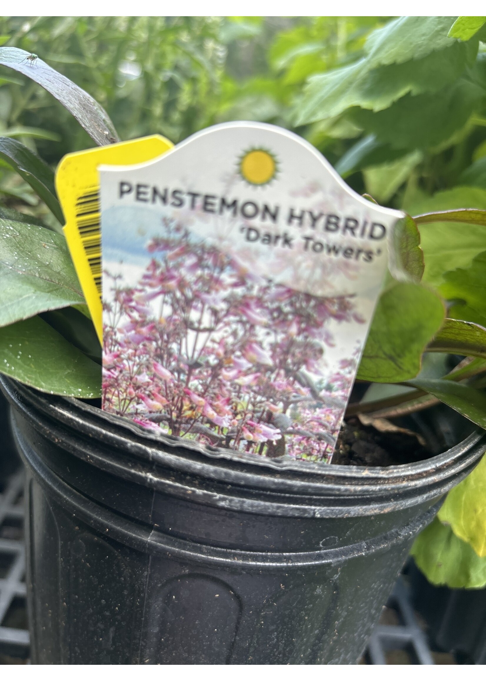 Penstemon Dark Towers, Beardtongue #1