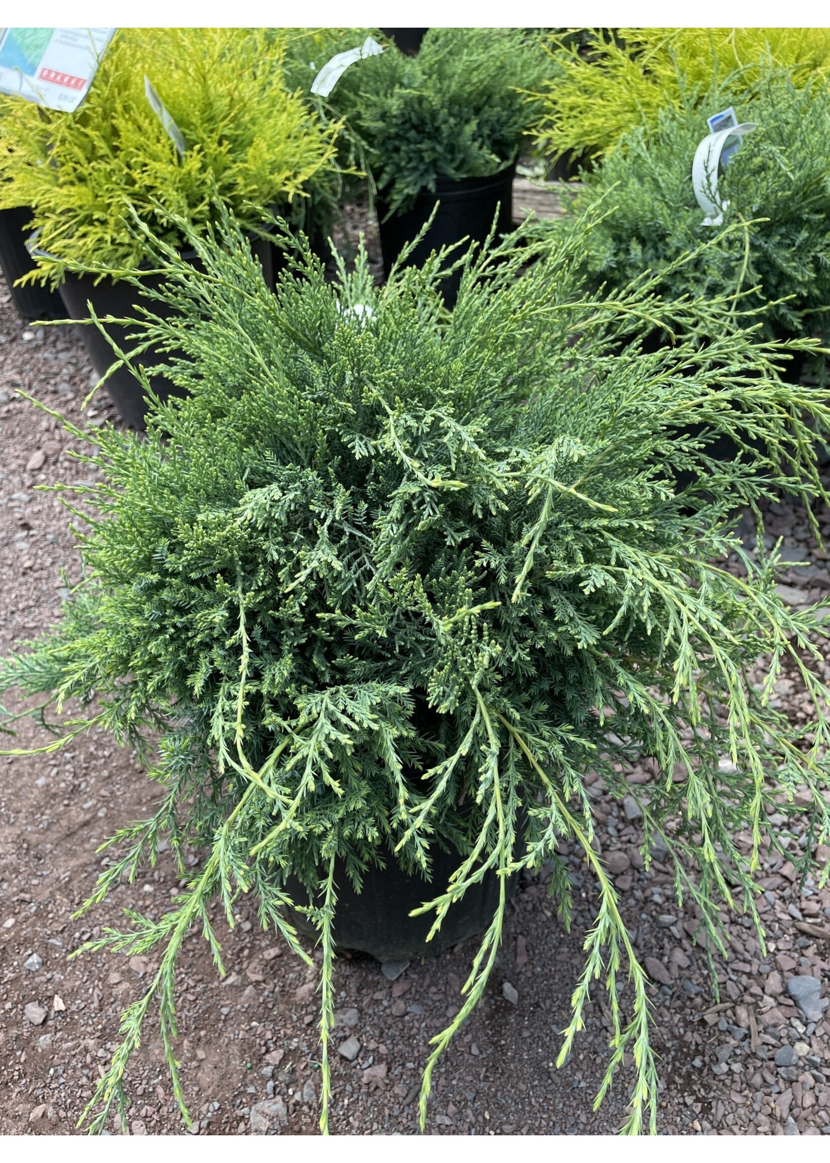 Juniperus virginiana 'Grey Owl' Redcedar, #3