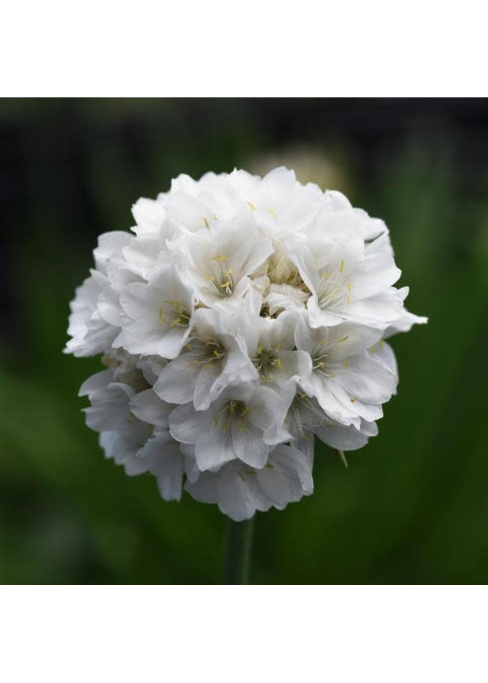 Armeria Dreameria Dream Clouds, Sea Thrift #1
