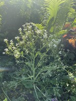 Crambe maritima, Sea Kale #1 Container