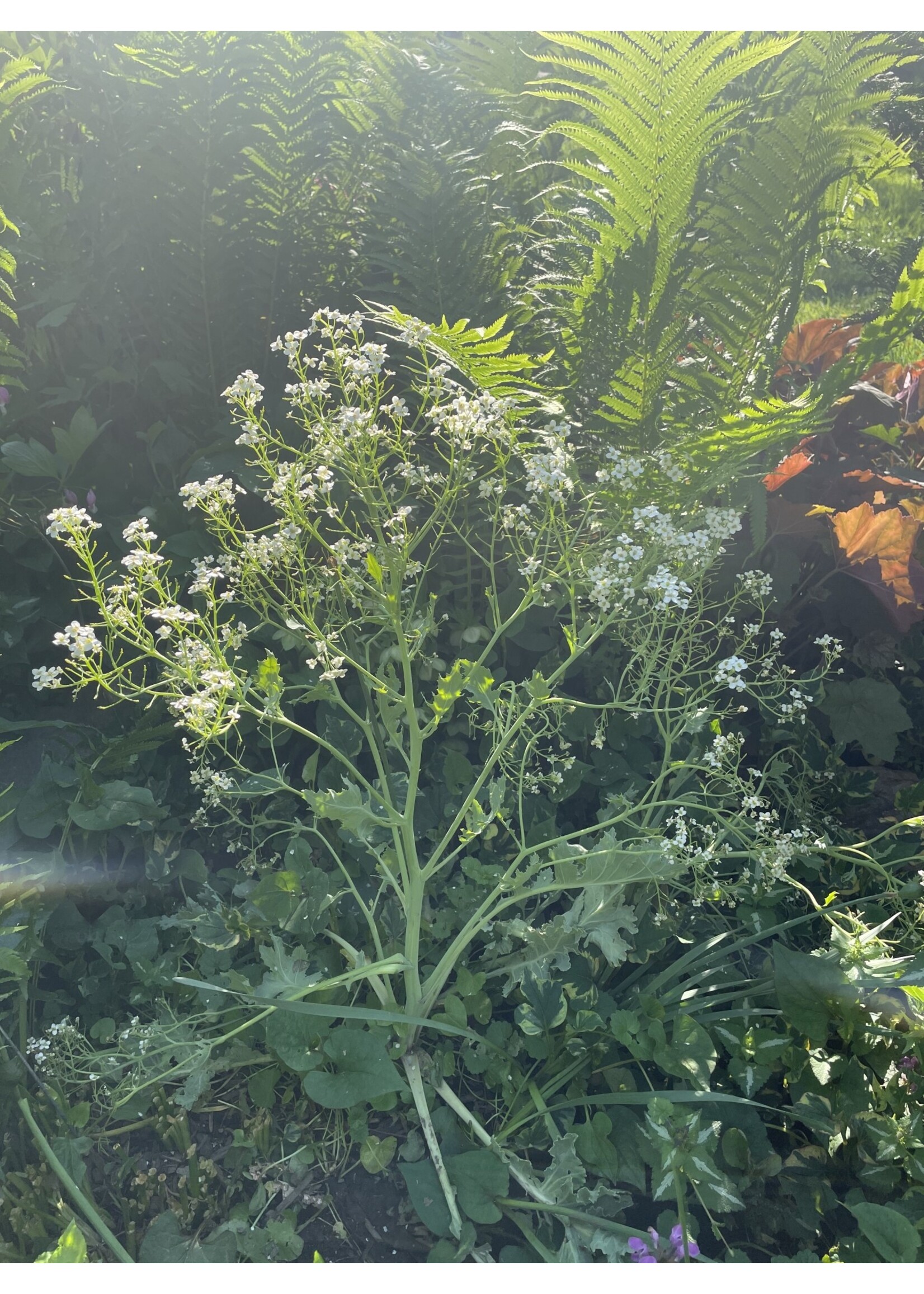 Crambe maritima, Sea Kale #1 Container