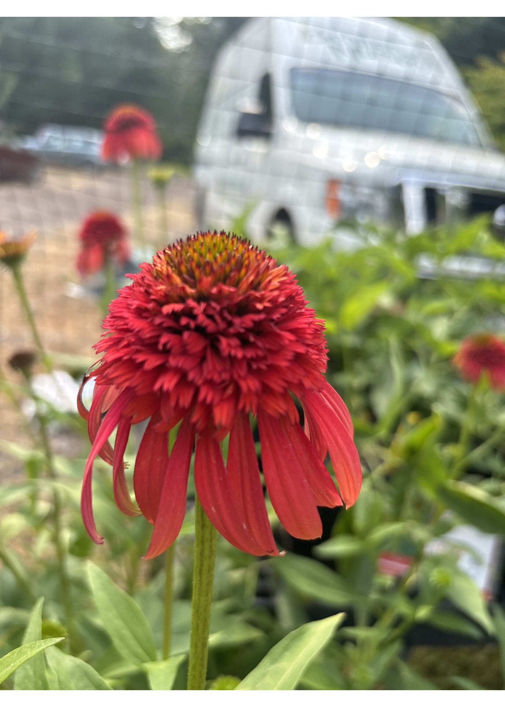 Echinacea x Hot Papaya, Coneflower #1