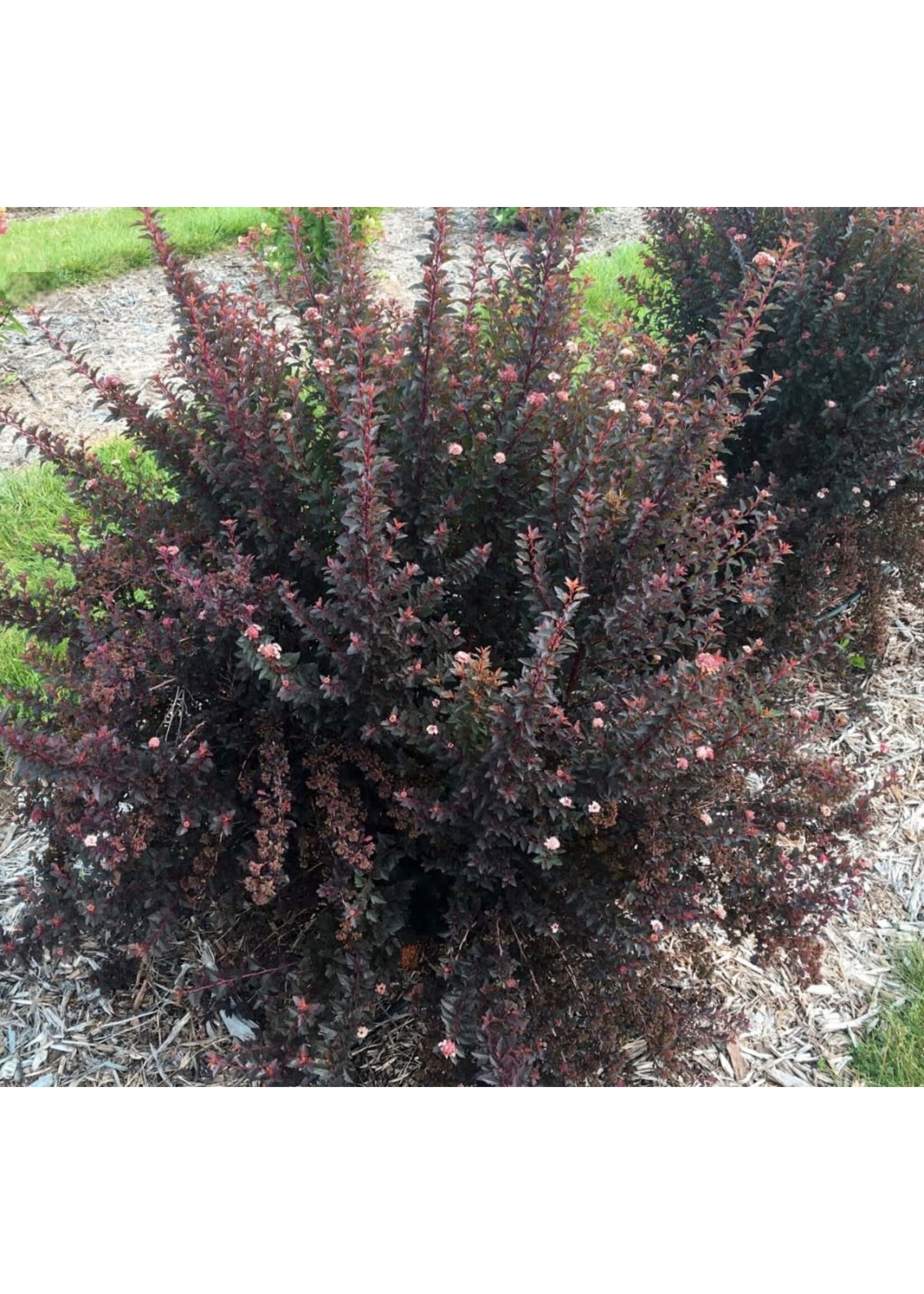 Physocarpus opulifolius Sweet Cherry Tea, Ninebark #3