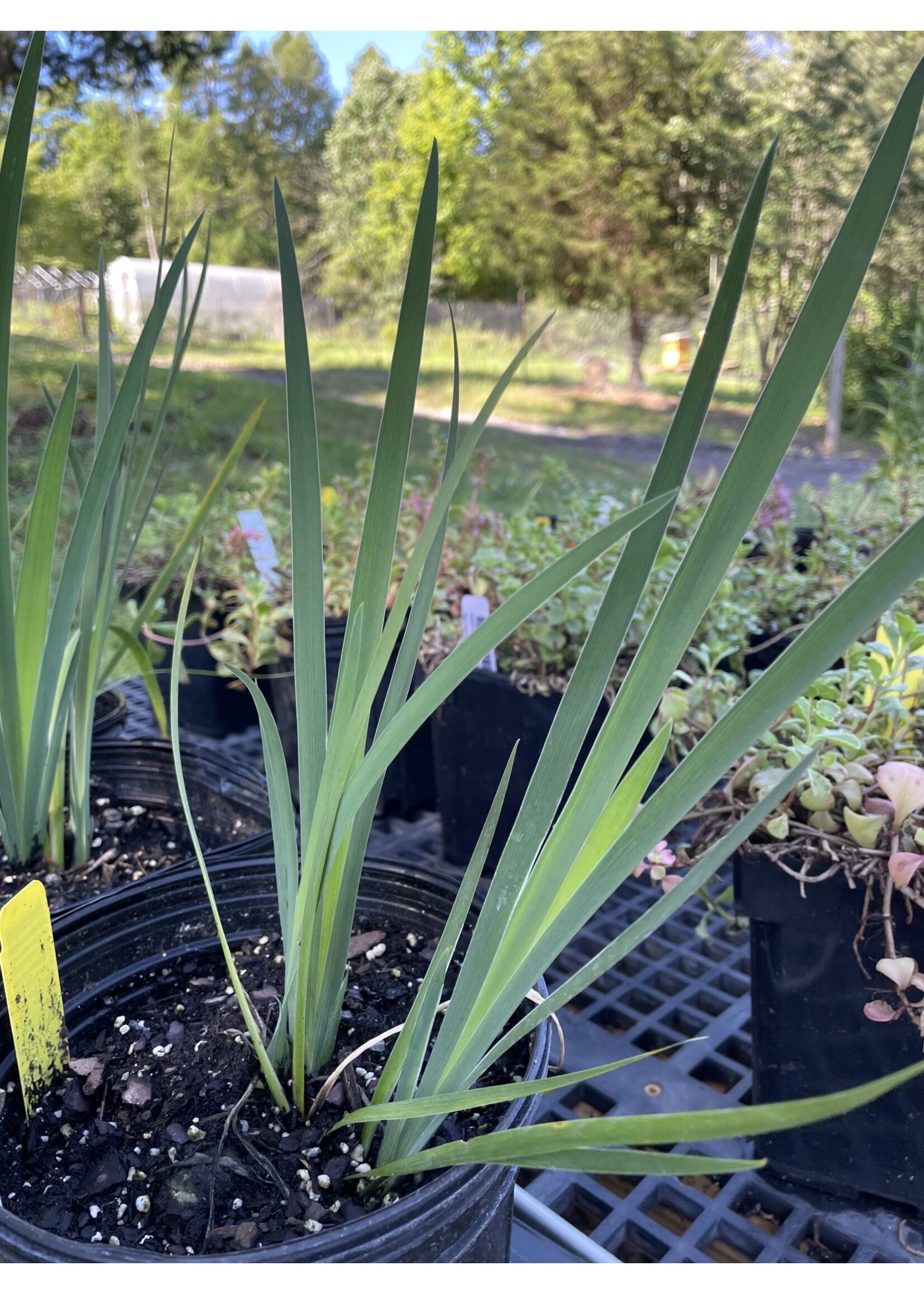 Iris fulva, Copper Iris,  #1