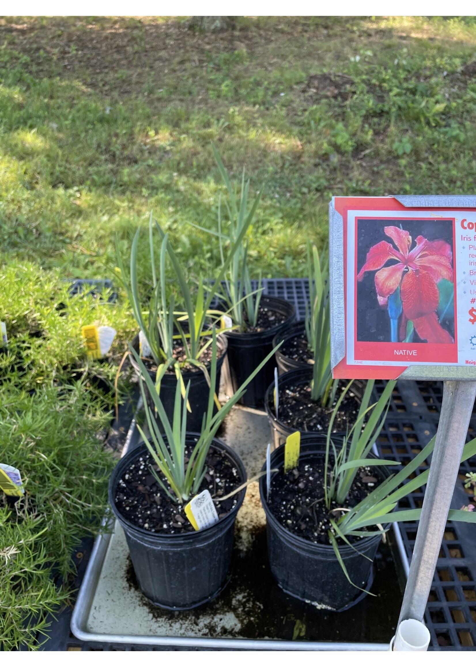 Iris fulva, Copper Iris,  #1
