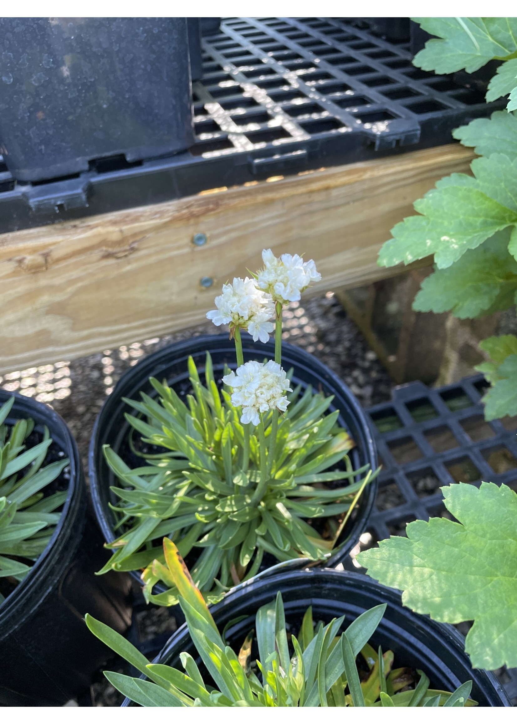 Armeria Dreameria Dream Clouds, Sea Thrift #1