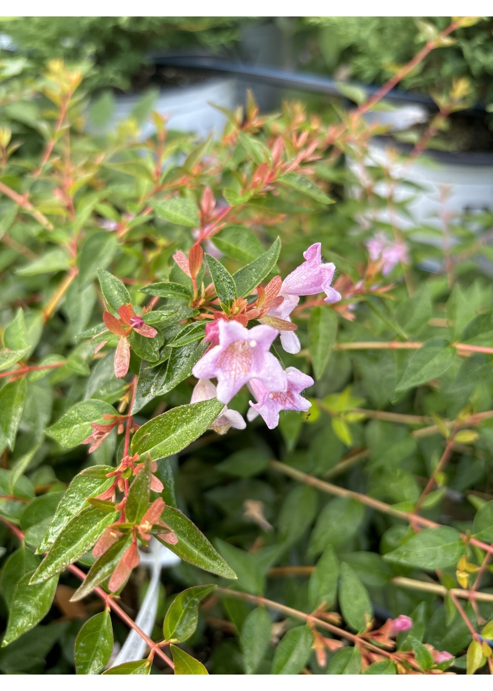Abelia x grand. Edward Goucher Abelia, Edward Goucher, #3