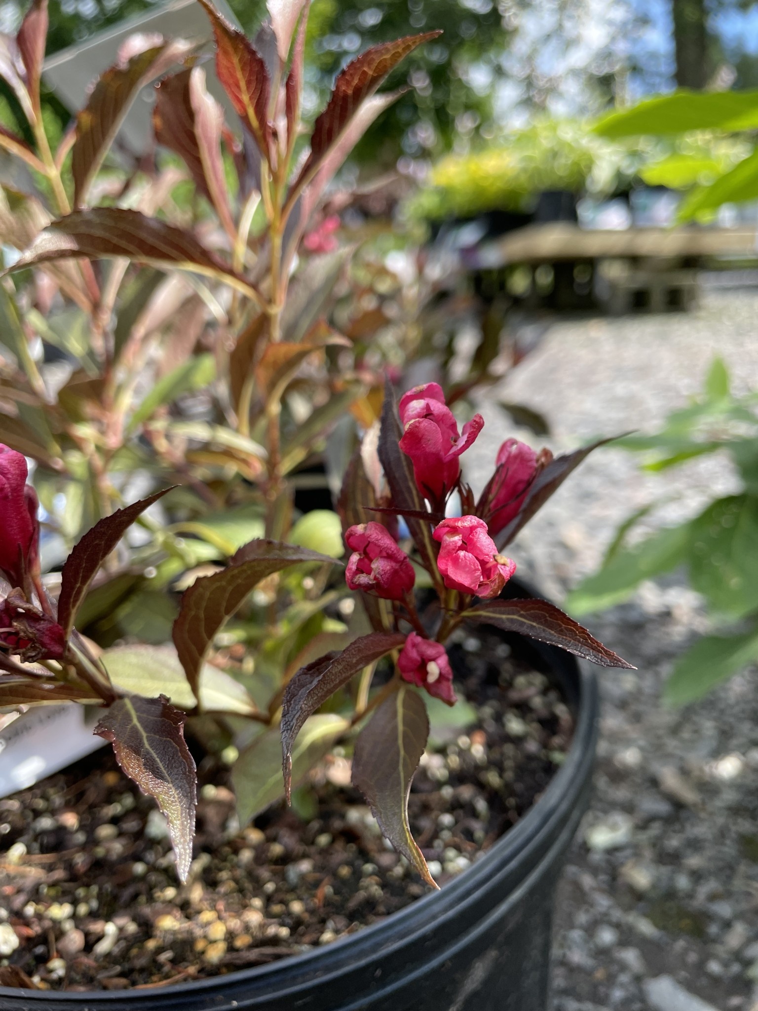 Weigela x Electric Love, Weigela 3 Behmerwald Nursery