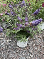 Buddleia x Pugster Blue, butterfly bush #3 container