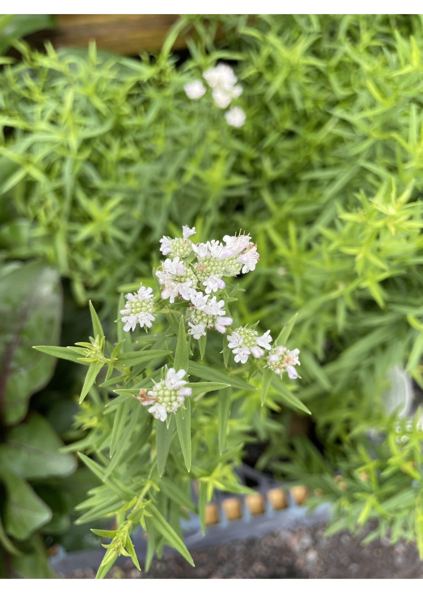 Pycnanthemum Tenuifolium, Mountain Mint, Slender-#1