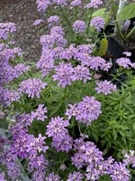 Iberis Mermaid Lavender, Candytuft #1