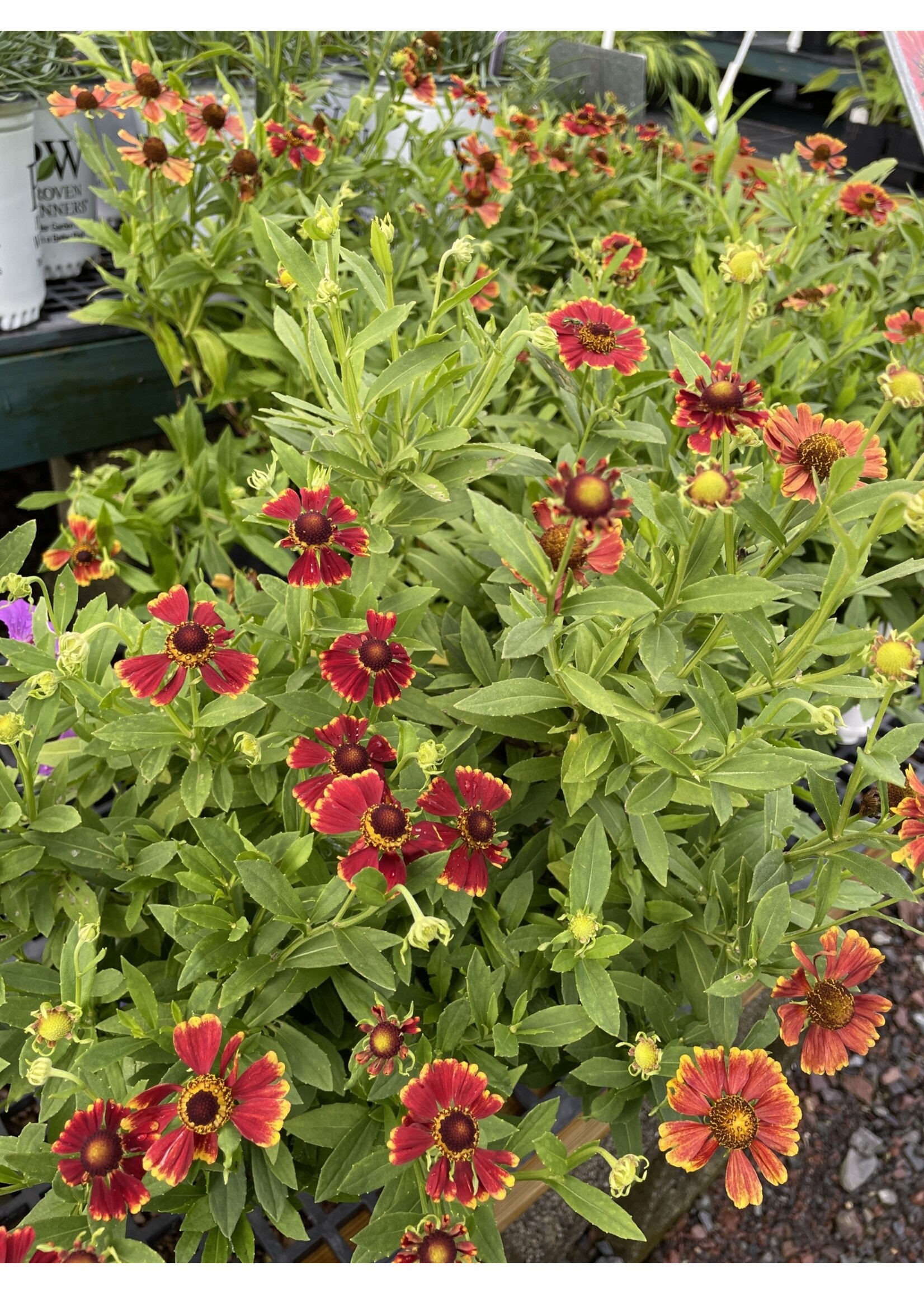 Helenium Hayday Red Bicolor Sneezeweed,  #1