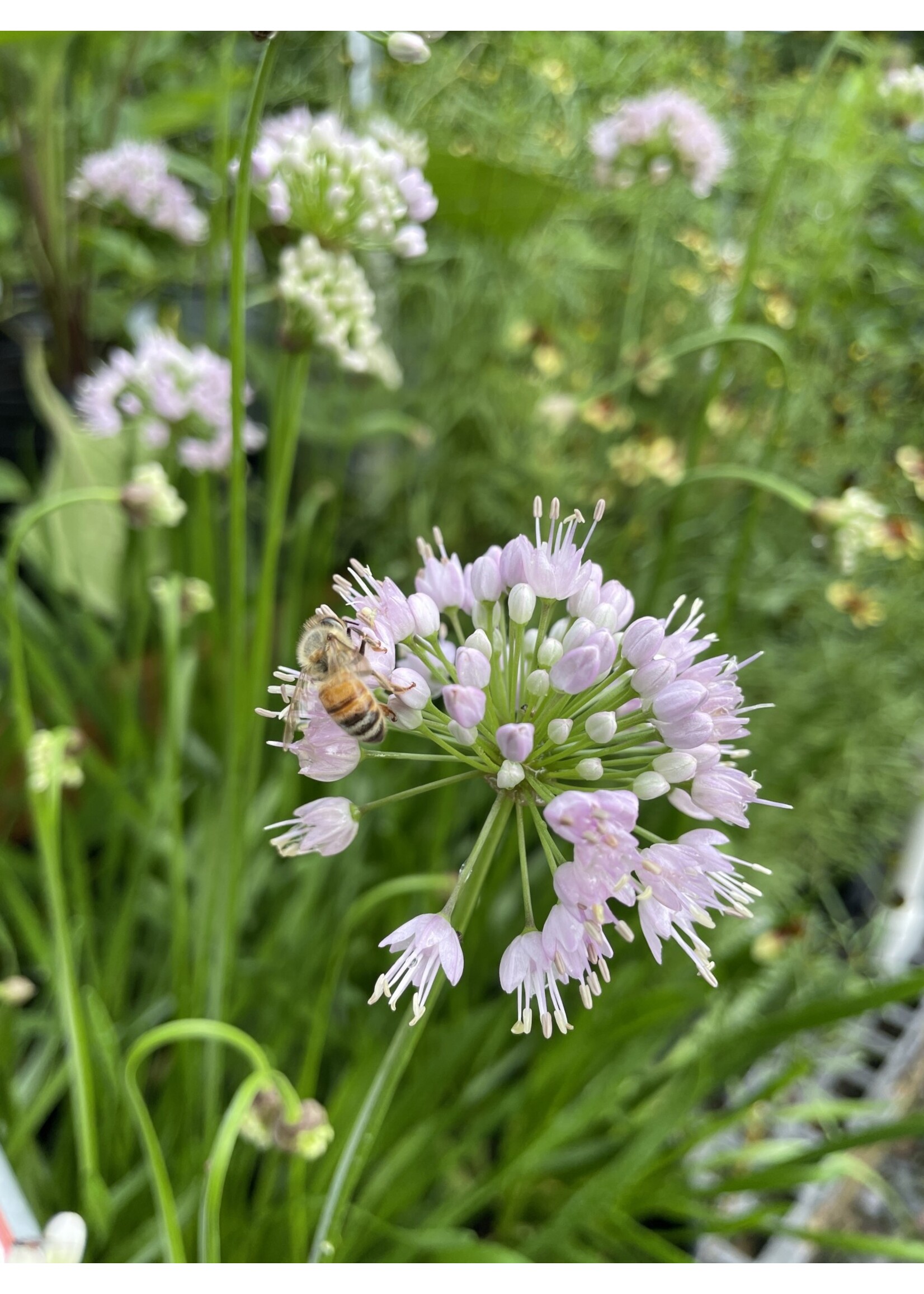 Allium Summer Beauty, Ornamental Onion #1