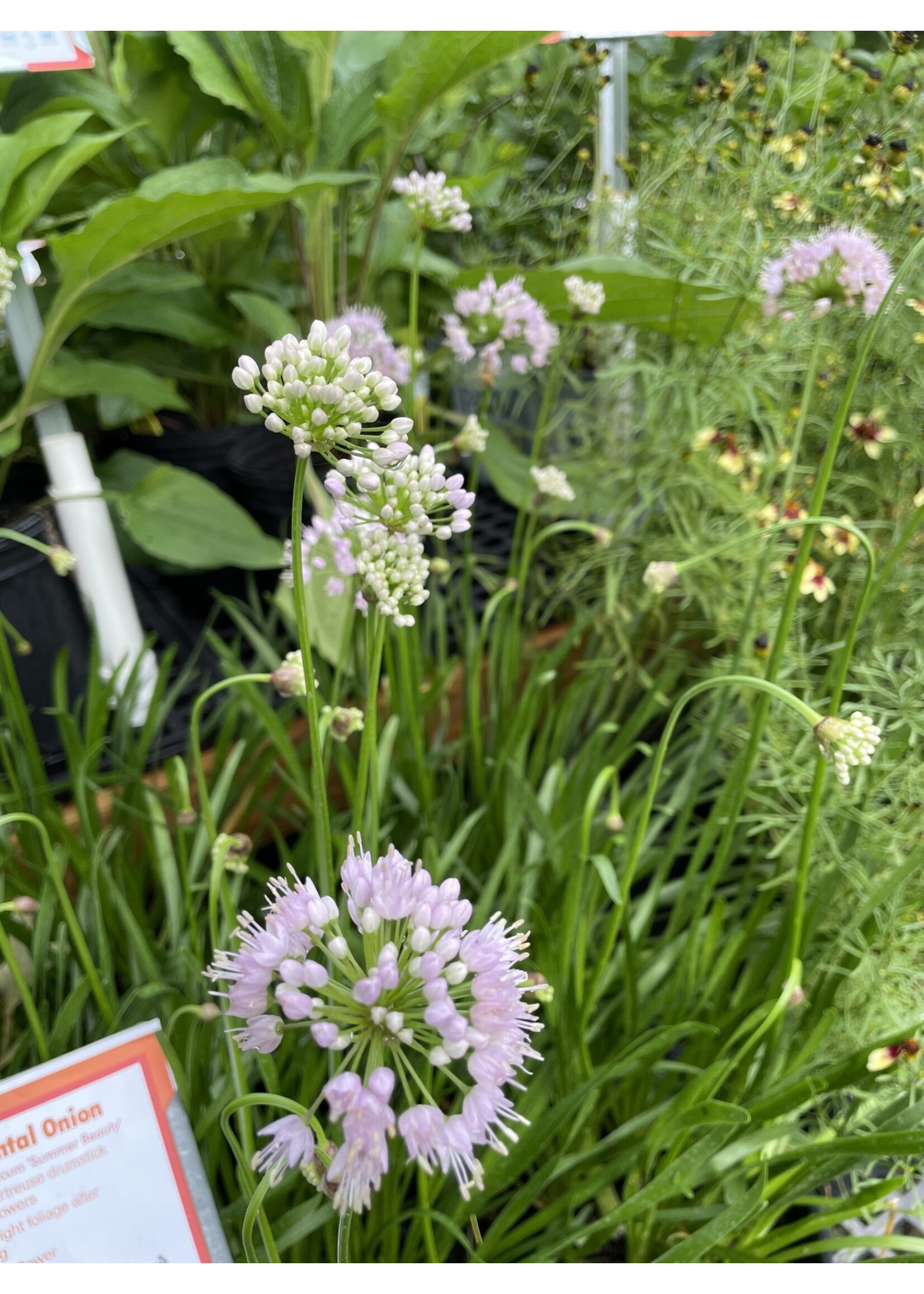 Allium Summer Beauty, Ornamental Onion #1