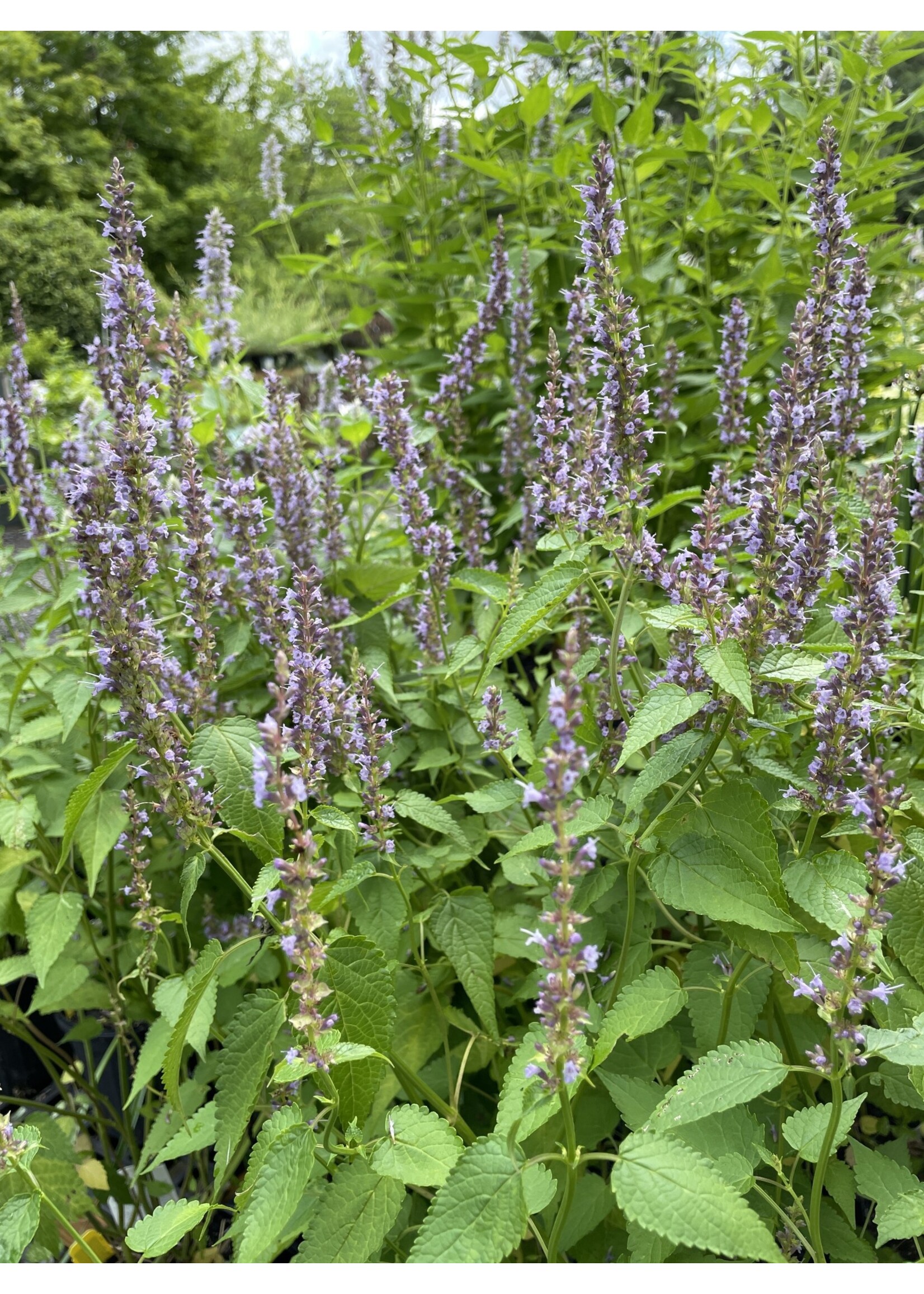 Agastache Little Adder, Hyssop Little Adder