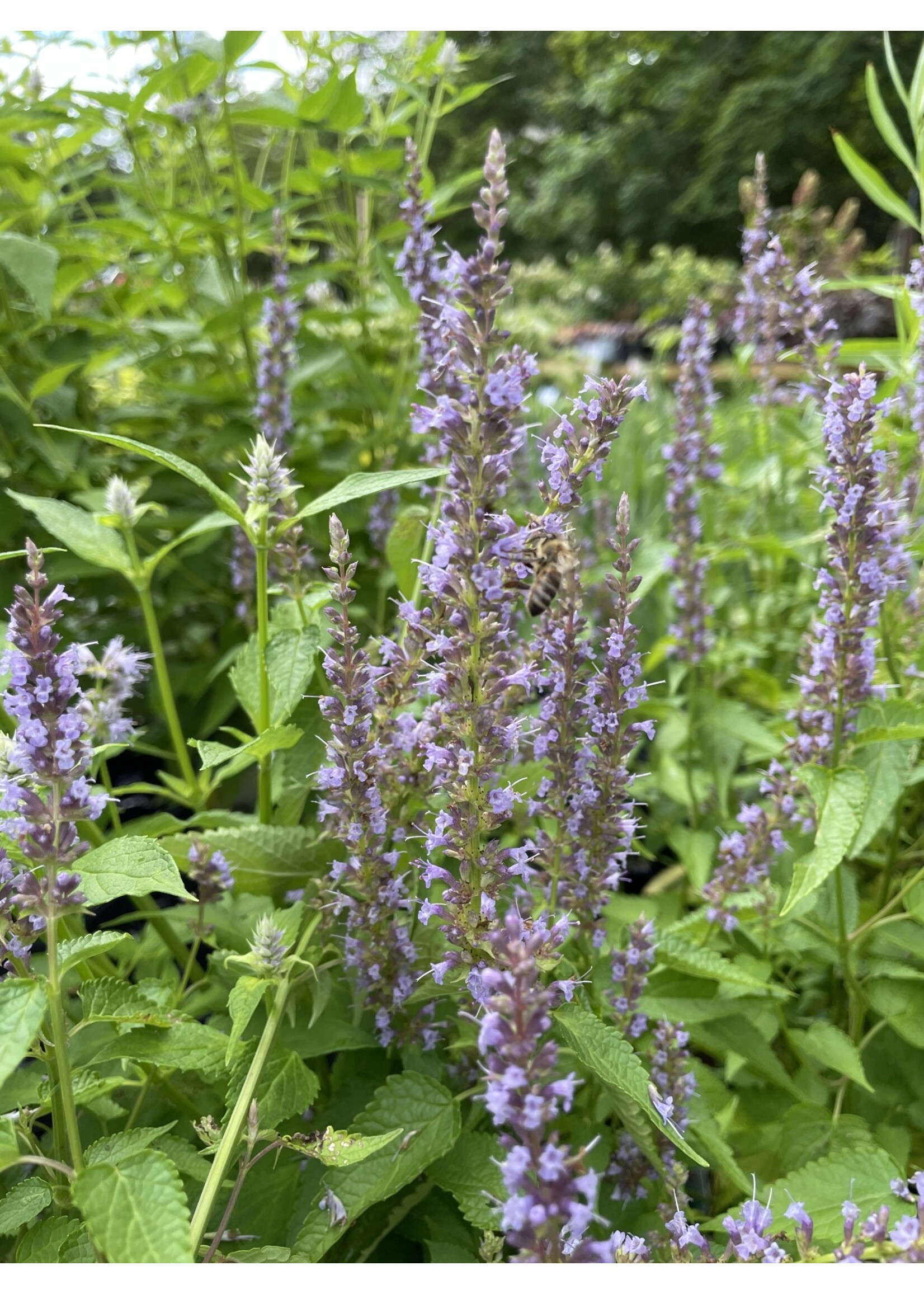 Agastache Little Adder, Hyssop Little Adder