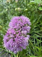 Allium Millenium Onion - Ornamental Onion, Millenium, #1