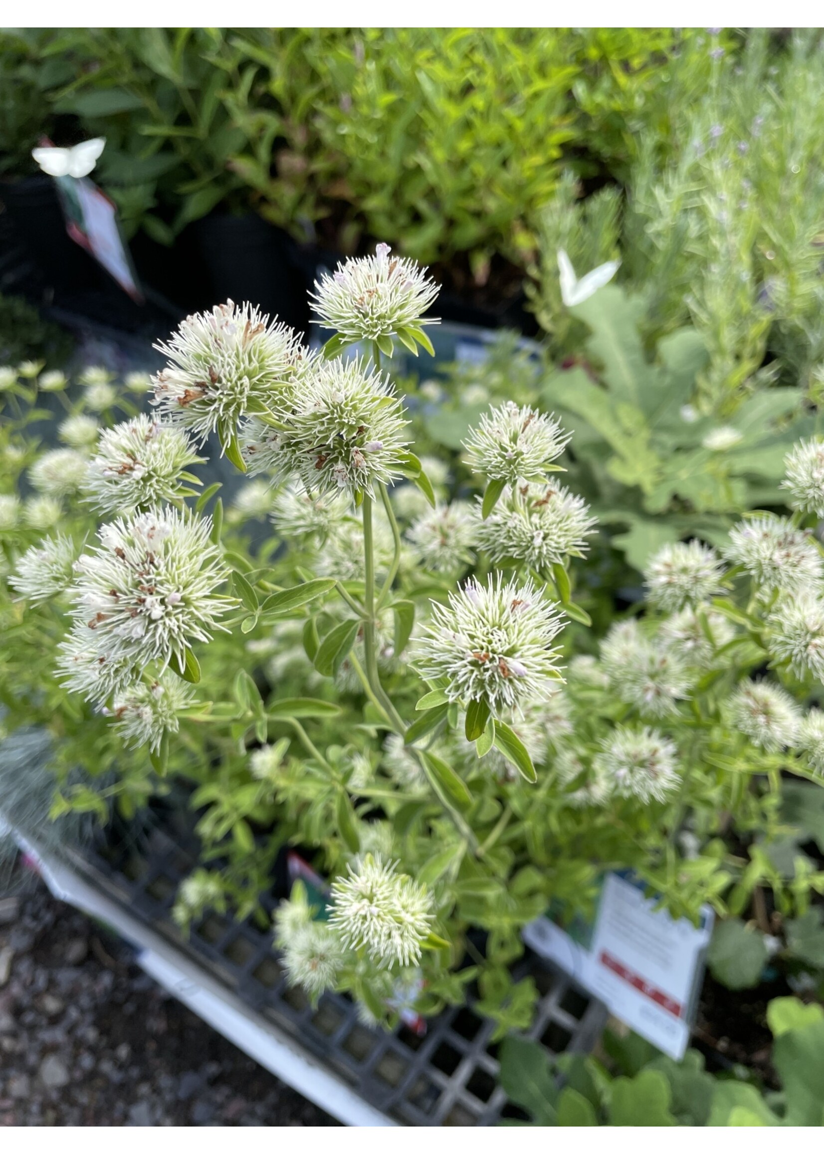 Pycnanthemum Flexuosum, Mountain Mint, Appalachian-#1