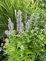 Agastache Blue Fortune, Hyssop #1 container