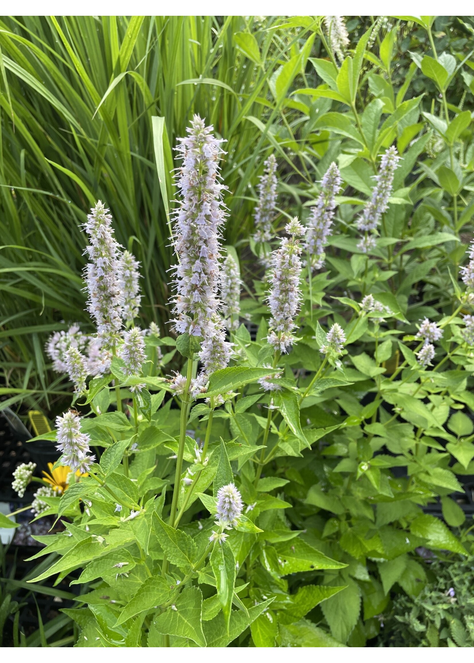 Agastache Blue Fortune, Hyssop #1 container