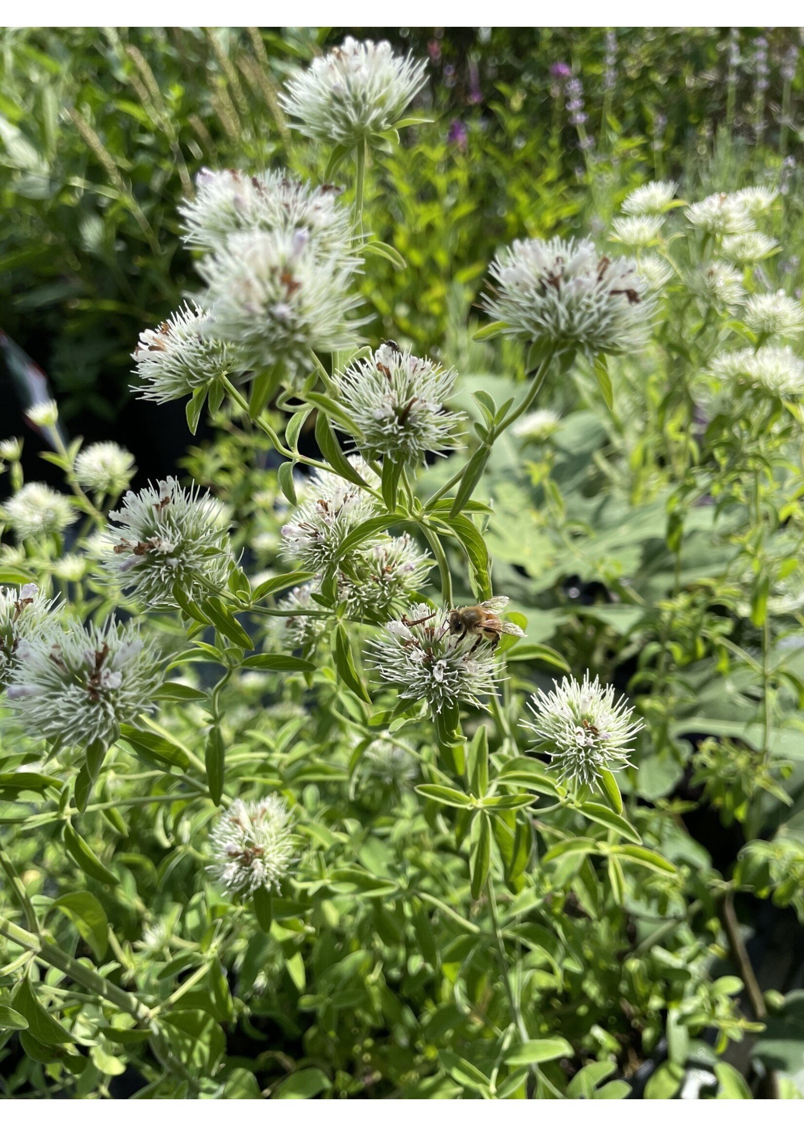 Pycnanthemum Flexuosum, Mountain Mint, Appalachian-#1