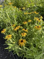 Rudbeckia ful. American Gold Rush, Black eyed Susan #1