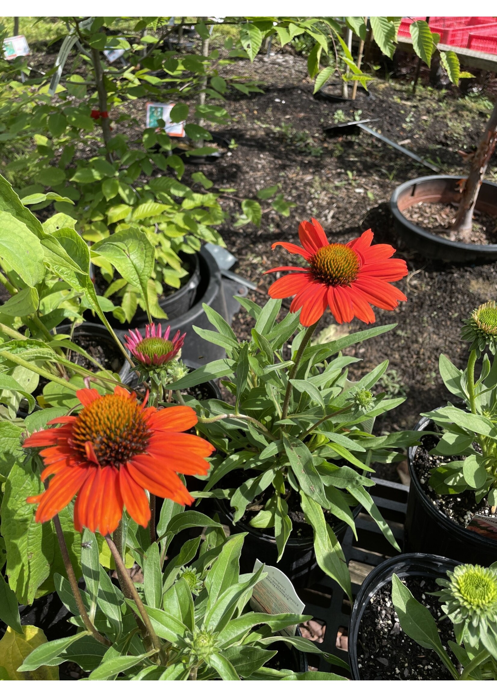 Echinacea pur. Kismet Intense Orange, Coneflower #1