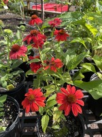 Echinacea pur. Sombrero Salsa Red, Coneflower #1 container