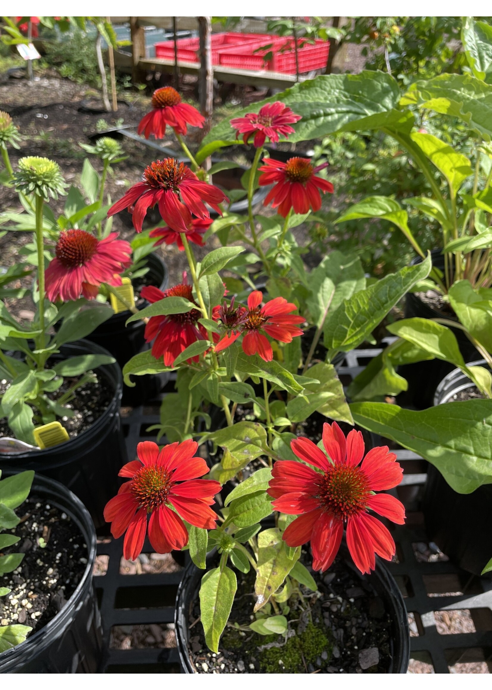 Echinacea pur. Sombrero Salsa Red, Coneflower #1 container