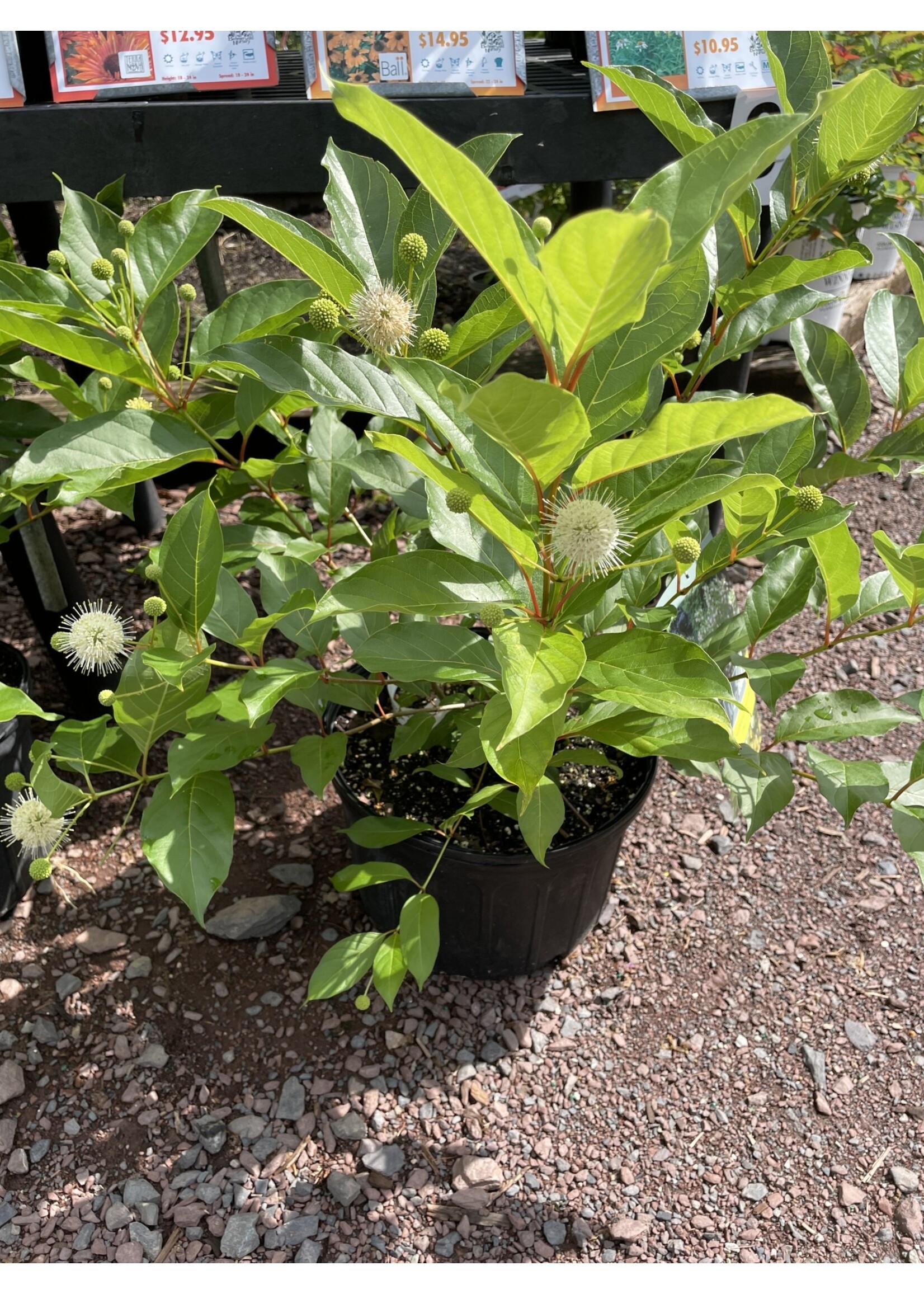 CEPHALANTHUS OCC. 'MAGICAL MOONLIGHT, Buttonbush, #3