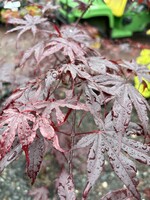 Acer palm. atro. Emperor One, Maple - Japanese Red,  #7