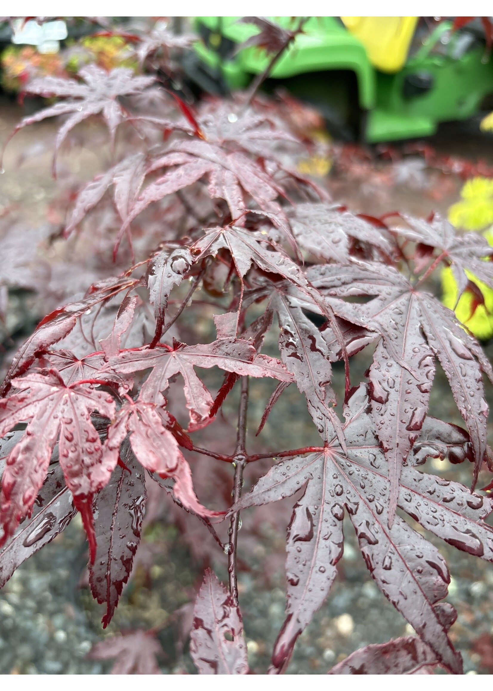 Acer palm. atro. Emperor One, Maple - Japanese Red,  #7