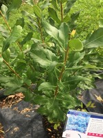 Myrica pensylvanica Bayberry, #3