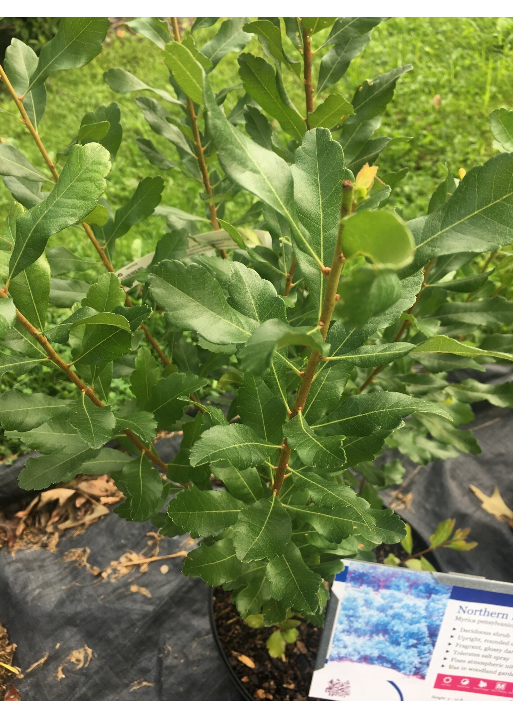 Myrica pensylvanica Bayberry, #3