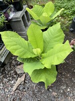 Magnolia macrophylla, Bigleaf Magnolia #3