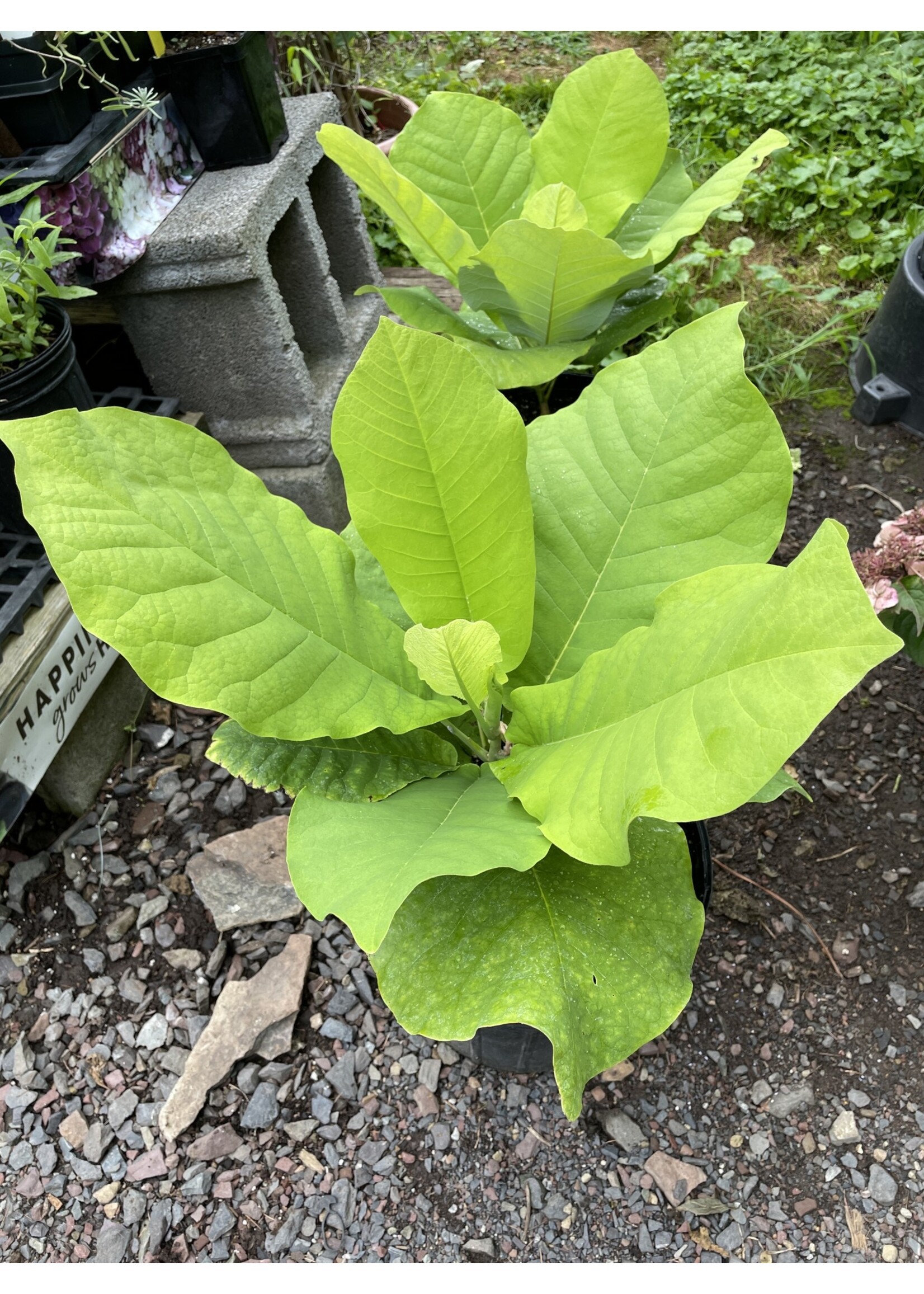Magnolia macrophylla, Bigleaf Magnolia #3